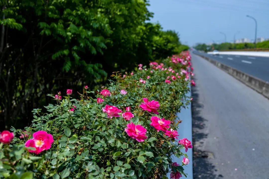 1689121947514057.jpg 花箱